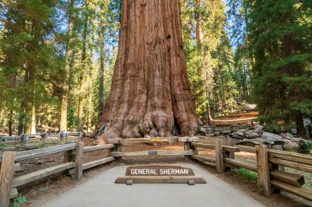 General Sherman Tree Is One Of The Things To Do In Sequoia National Park