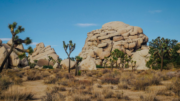Joshua Tree National Park