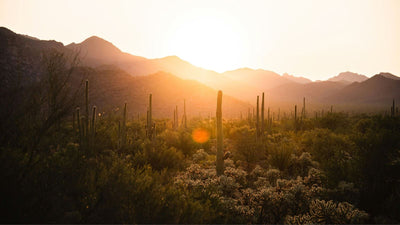 Top Activities In Saguaro National Park: Hikes, Stargazing & More