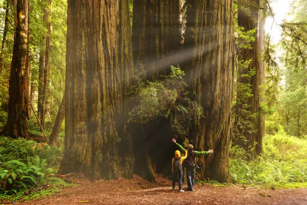 Two Visitors Admire The Giant Redwoods, Inspiring National Park Gift Ideas.