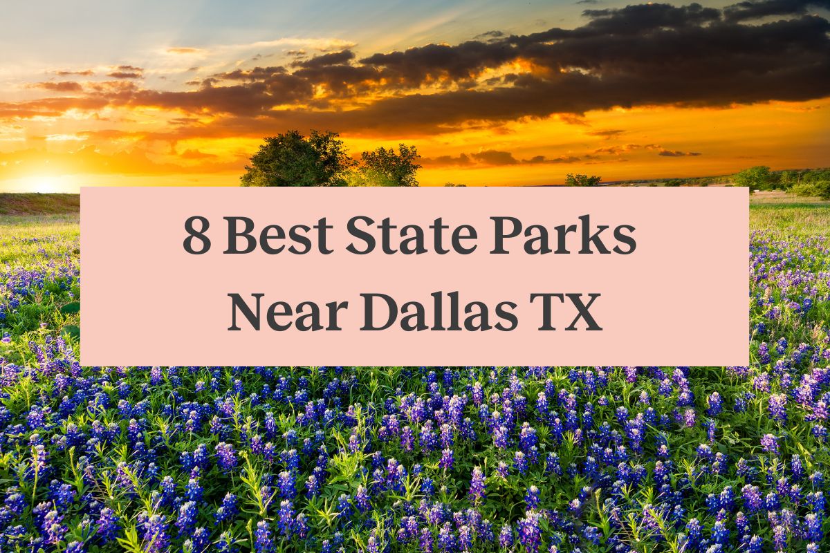 A field of Tex bluebonnets during sunset with a pink rectangle that reads "8 best state parks near Dallas TX"