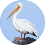 American White Pelican Image