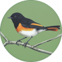 American Redstart Image