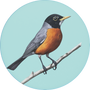 American Robin Image