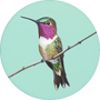 Anna's Hummingbird Image