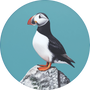 Atlantic Puffin Image