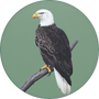 Bald Eagle Image