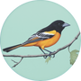 Baltimore Oriole Image