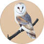 Barn Owl Image