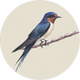 Barn Swallow Image