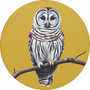 Barred Owl Image