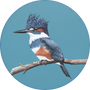 Belted Kingfisher Image