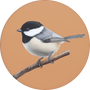 Black-capped Chickadee Image