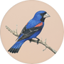 Blue Grosbeak Image