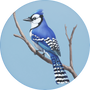 Blue Jay Image