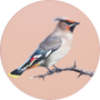 Bohemian Waxwing Image