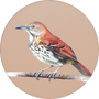 Brown Thrasher Image