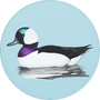 Bufflehead Image