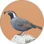 California Quail Image