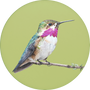 Calliope Hummingbird Image