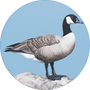 Canada Goose Image