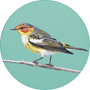 Cape May Warbler Image