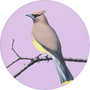 Cedar Waxwing Image