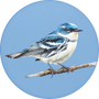 Cerulean Warbler Image