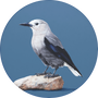 Clark's Nutcracker Image