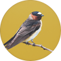 Cliff Swallow Image