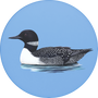 Common Loon Image