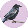 Common Raven Image