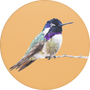 Costa's Hummingbird Image