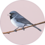 Dark-eyed Junco Image