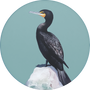 Double-crested Cormorant Image