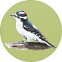 Downy Woodpecker Image