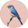 Eastern Bluebird Image