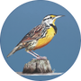 Eastern Meadowlark Image
