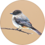 Eastern Phoebe Image