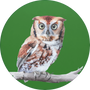 Eastern Screech-Owl Image