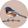 Eastern Towhee Image