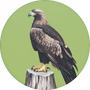 Golden Eagle Image