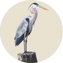 Great Blue Heron Image