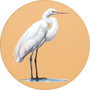Great Egret Image