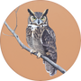 Great Horned Owl Image