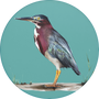 Green Heron Image