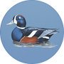 Harlequin Duck Image