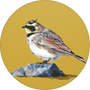 Horned Lark Image