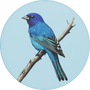 Indigo Bunting Image