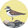 Killdeer Image
